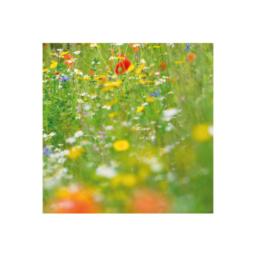 Wild Flower Seed- Old English Country Meadow Legacy Mix 1 Kg